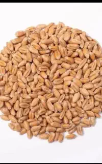 گندم وجو