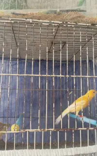 قناری ماده