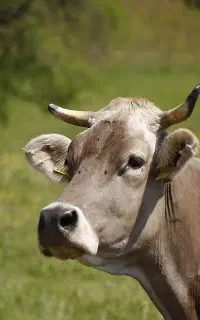 کارگر گاوداری شیری و مرغداری تخمگذار در مهریز
