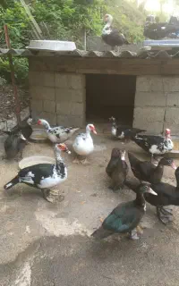 اردک اسرائیلی
