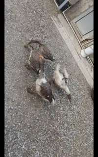 غوغاز