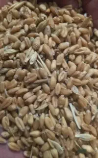 گندم خریدارم درمحل شما