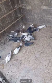 کفتریاکبوتر