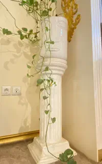 گلدان و گیاه طبیعی