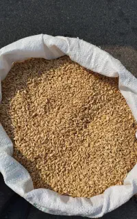 گندم بذری