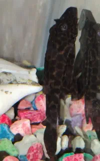 لجن خوار کت اسپرت