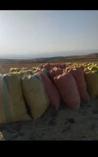 کاه کمپای