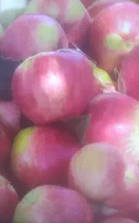 سیب شکی (قره قرمز) و لبنان