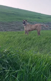 توله سرابی