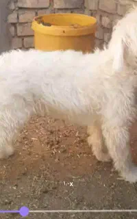 پاپوی بازیگوش پرانرژی قیمت توافقی ،معاوضه هم میشه