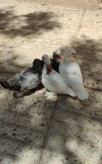 کبوتر مفت