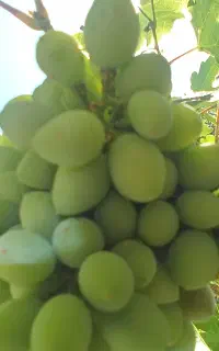 غوره ابدار