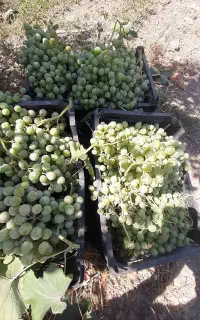 غوره تازه