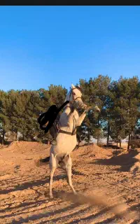 اسب عرب