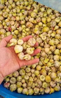 گلسیر