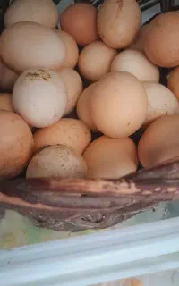 مرغ و تخم مرغ محلی