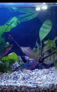 Fish CityI