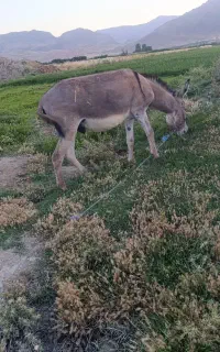 الاغ