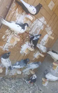 تعدادی رنگی