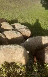 کاور پروار