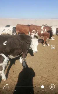 گوساله چاق نوبر برای قربانی