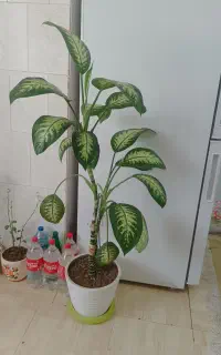 گل دیفن