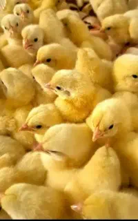 جوجه راس تضمینی