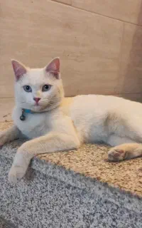 گربه ی سفید و چشم آبی