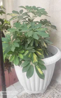 گل طبیعی با گلدان
