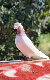 کبوتر طوقی کله الماسی