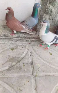 کبوتر