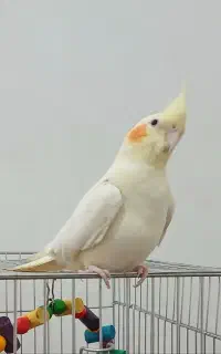 عروس هلندی گمشده
