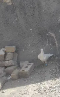 یک عدد سار نر قور قوری مست