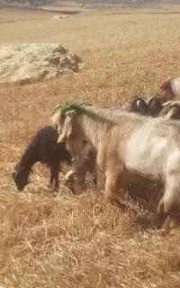 ساورین بز نر