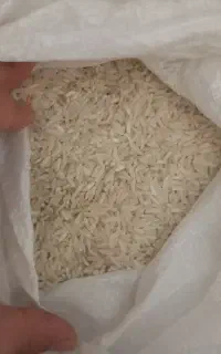 برنج فجر