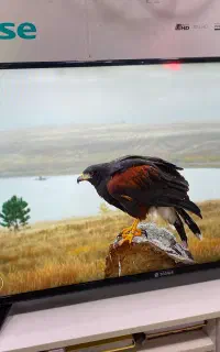 اسنوا۴۳