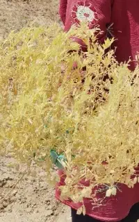 عدس دیم درجه یک