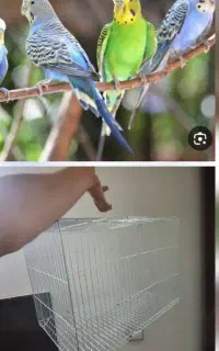 قفس پرنده نو معاوضه با فنچ مرغ عشق کوتوله عروس
