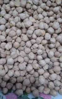 نخود بهاره