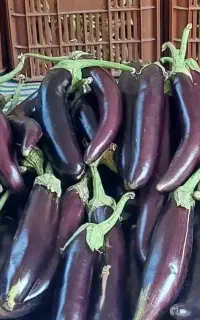 بادمجان محلی تازه چین