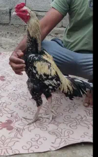 خروس