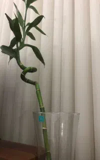 گل بامبو