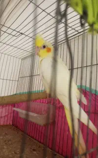 جوجه عروس هلندی