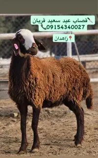 قَصاب عید سَعید قُربان