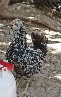 تخم مرغ گلین فول