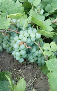 انگور دونه درشت