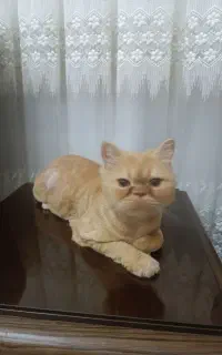 گربه پرشین ارام