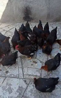 مرغ و خروس محلی