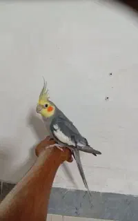 عروس هلندی نر سخنگو. دستی