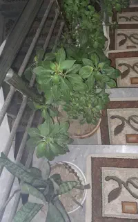گل طبیعی
